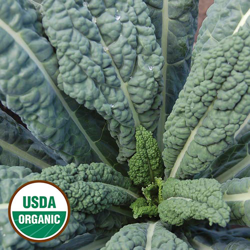 Seed Savers Exchange Kale Seeds - Lacinato (organic)