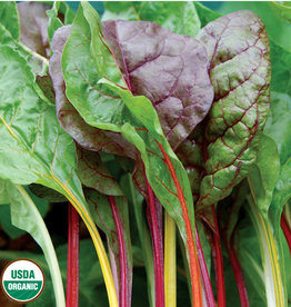 Seed Savers Exchange Five Color Silverbeet Swiss Chard (organic) Seeds