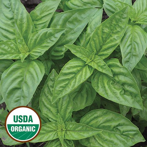 Seed Savers Exchange Seed Savers - Herb, Genovese Basil (organic)- Pack of 25 Seeds