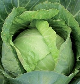 Seed Savers Exchange Cabbage Seeds - Copenhagen Market