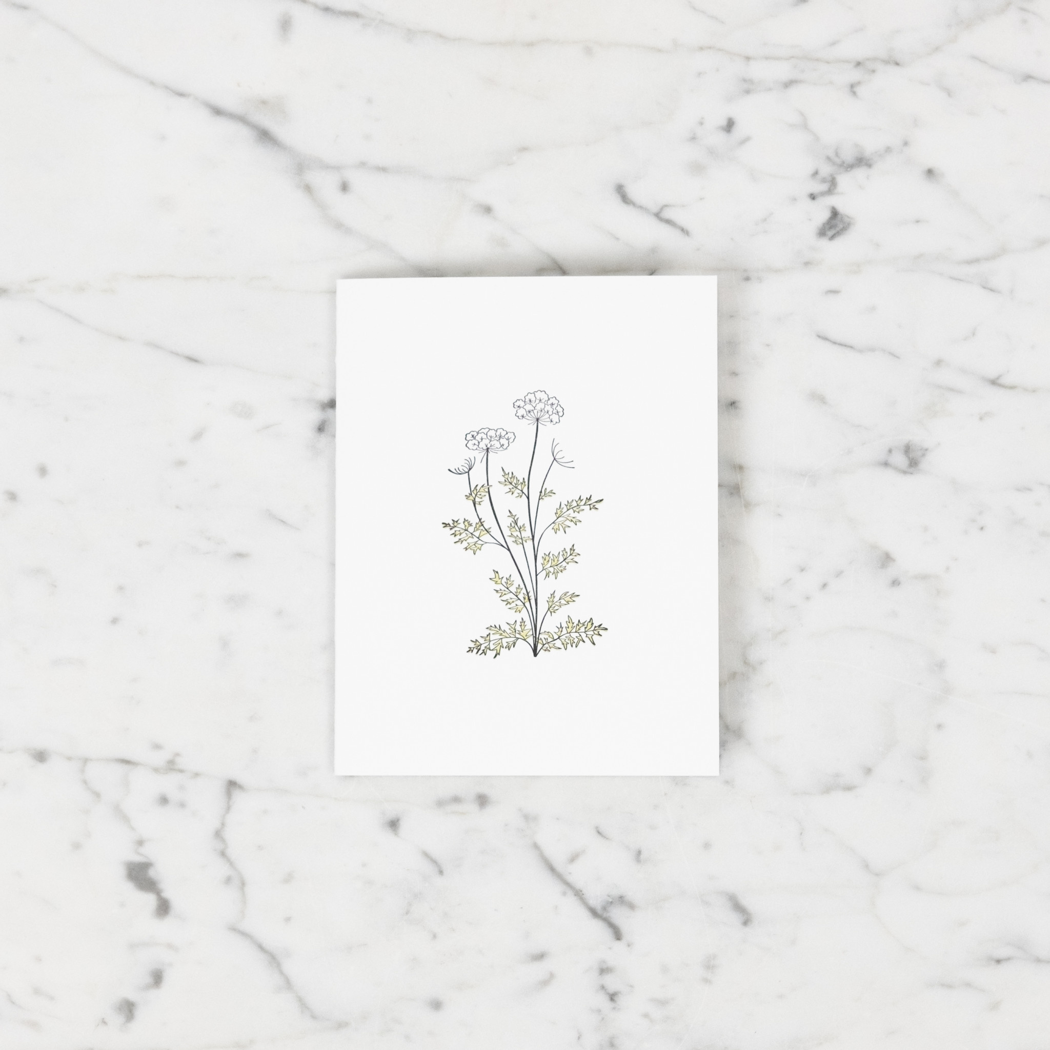 Green Bird Press Queen Anne's Lace Wildflower Letterpress Card