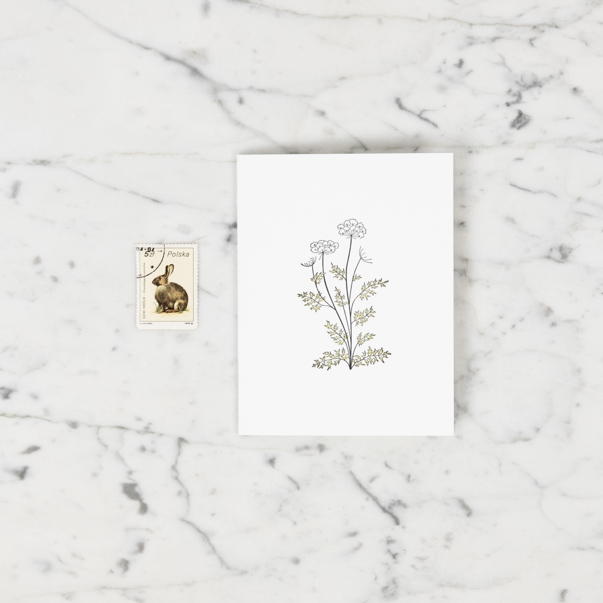 Green Bird Press Queen Anne's Lace Wildflower Letterpress Card