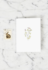 Red Clover Wildflower Letterpress Card