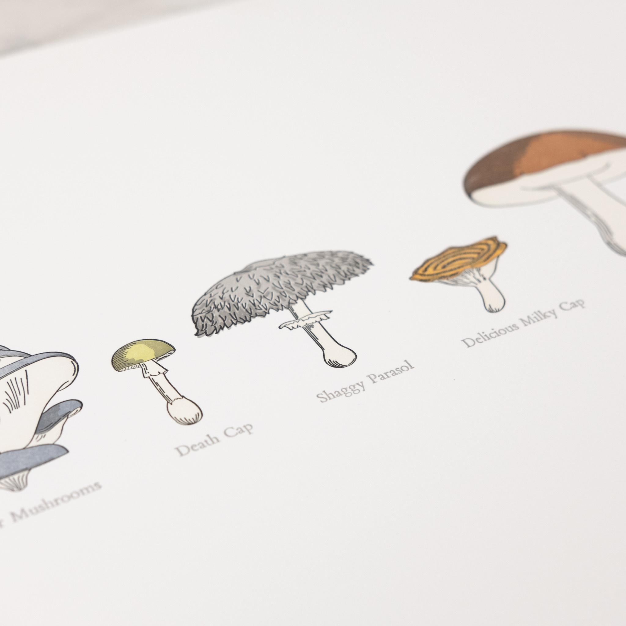 Green Bird Press A Few Mushrooms Letterpress Art Print - 12 x 18"