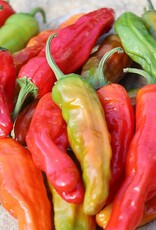 Seed Savers Exchange Seed Savers - Pepper, Shishito (organic)- Pack of 75 Seeds