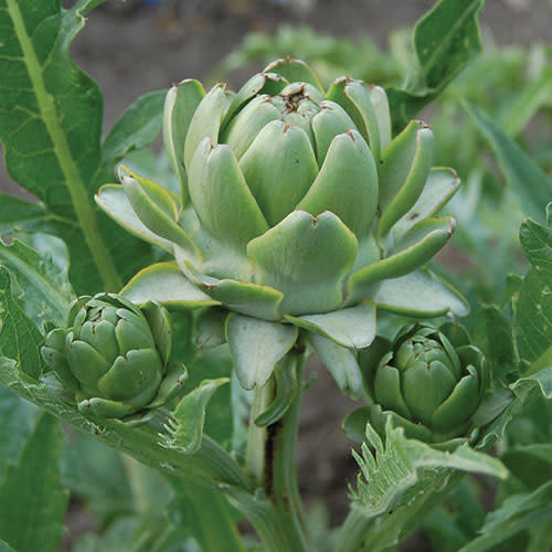 Seed Savers Exchange Seedsavers Seed Pack - Artichoke, Green Globe - Pack Of 25