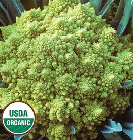 Seed Savers Exchange Cauliflower Seeds - Romanesco (organic)