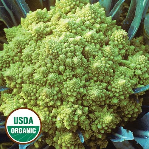 Seed Savers Exchange Cauliflower Seeds - Romanesco (organic)