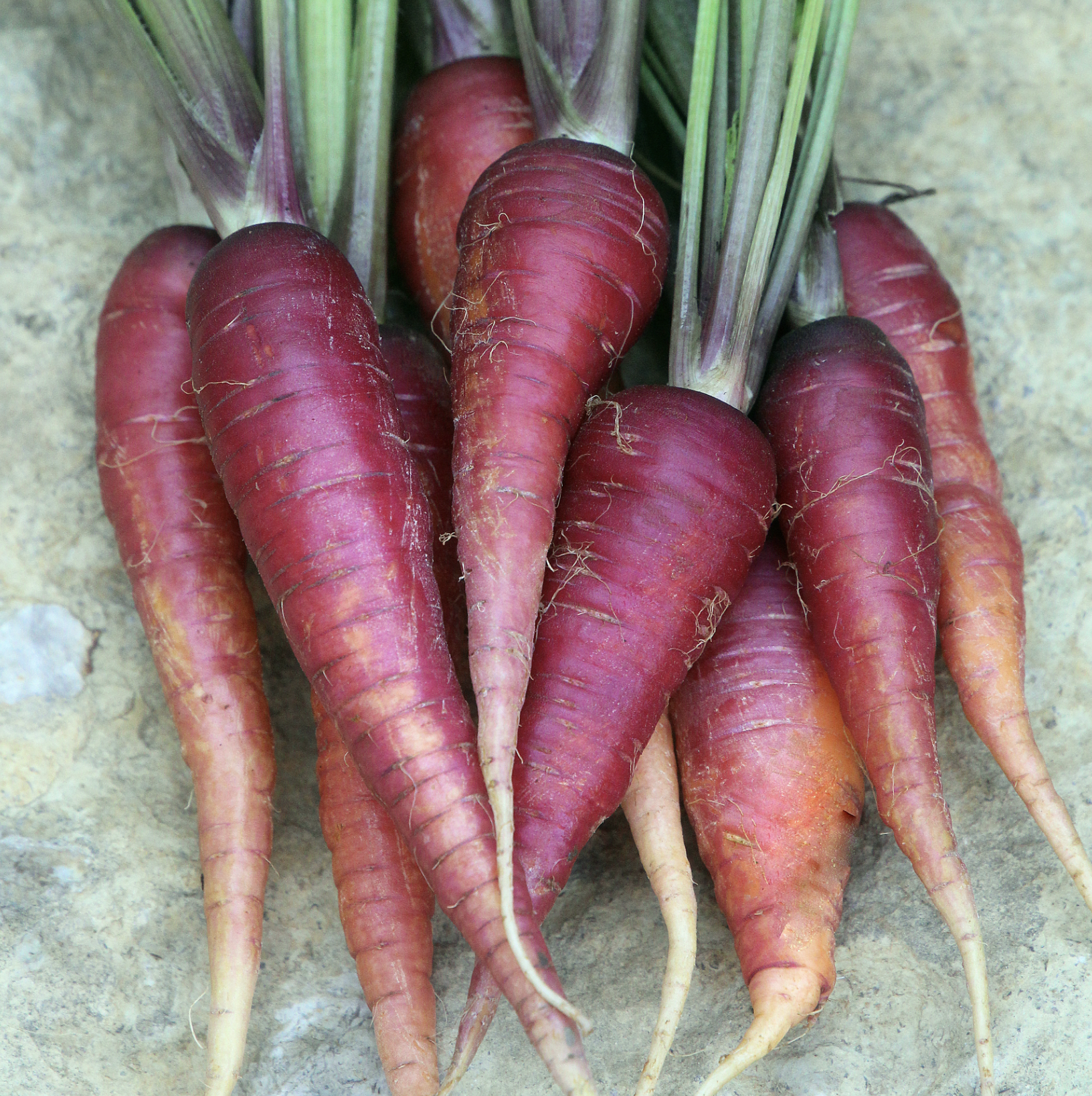 Seed Savers Exchange Carrot Seeds - Cosmic Purple