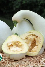 Seed Savers Exchange Squash Seeds - Fortna White Pumpkin
