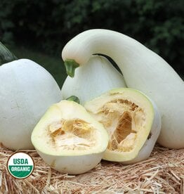 Seed Savers Exchange Squash Seeds - Fortna White Pumpkin