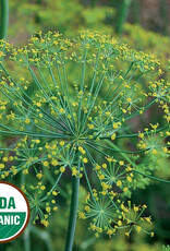 Seed Savers Exchange Seed Savers - Herb, Dill Bouquet (organic)- Pack of 150 Seeds