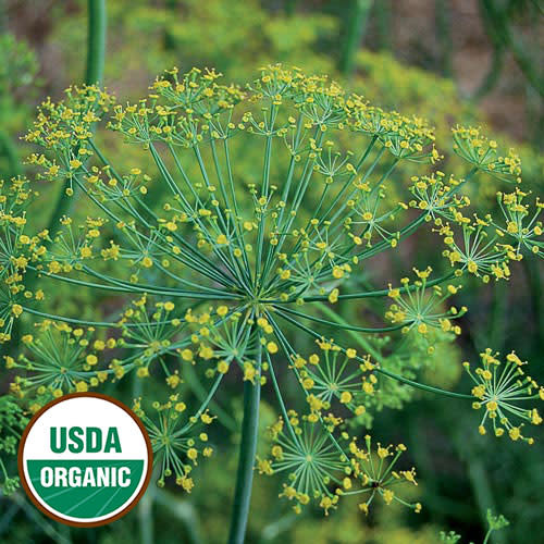 Seed Savers Exchange Herb Seeds - Dill Bouquet (organic)