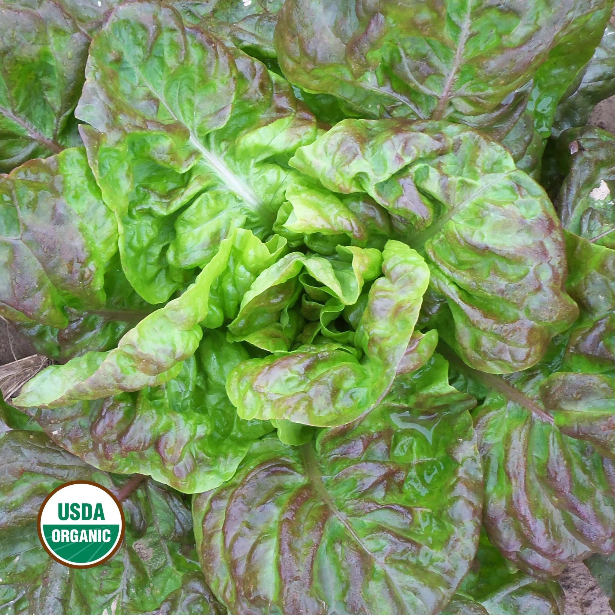 Seed Savers Exchange Seedsavers Seed Pack - Lettuce, Goose (organic) - Pack Of 250