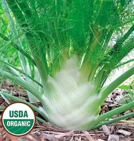 Seed Savers Exchange Herb Seeds - Florence Fennel (organic)