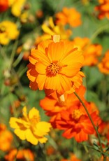 Seed Savers Exchange Seed Savers - Flowers, Diablo Cosmos