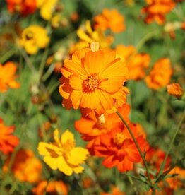 Seed Savers Exchange Seed Savers - Flowers, Diablo Cosmos