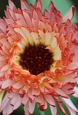Seed Savers Exchange Flower Seeds - Touch of Red Buff Calendula