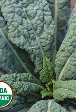 Seed Savers Exchange Kale Seeds - Lacinato (organic)