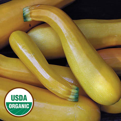 Seed Savers Exchange Squash Seeds - Golden Zucchini (organic)