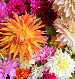 2024 FOUNDRY + TWO PONY CSA - DAHLIA BOUQUET SHARE