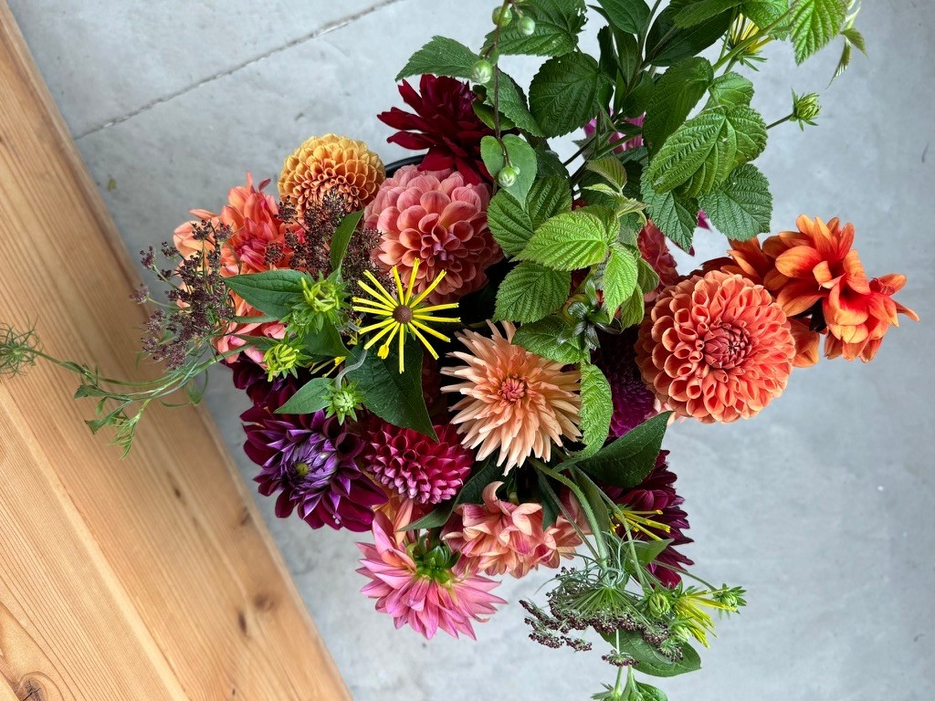 Bucket Of Glorious Two Pony Gardens Dahlias