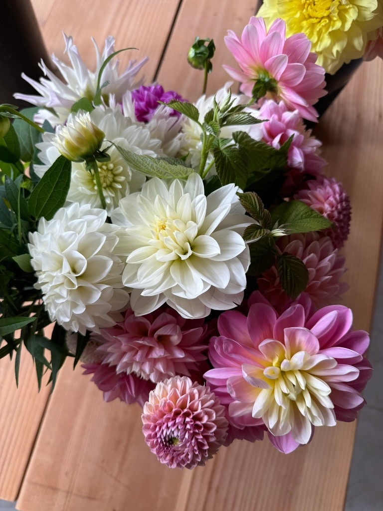 Bucket Of Glorious Two Pony Gardens Dahlias