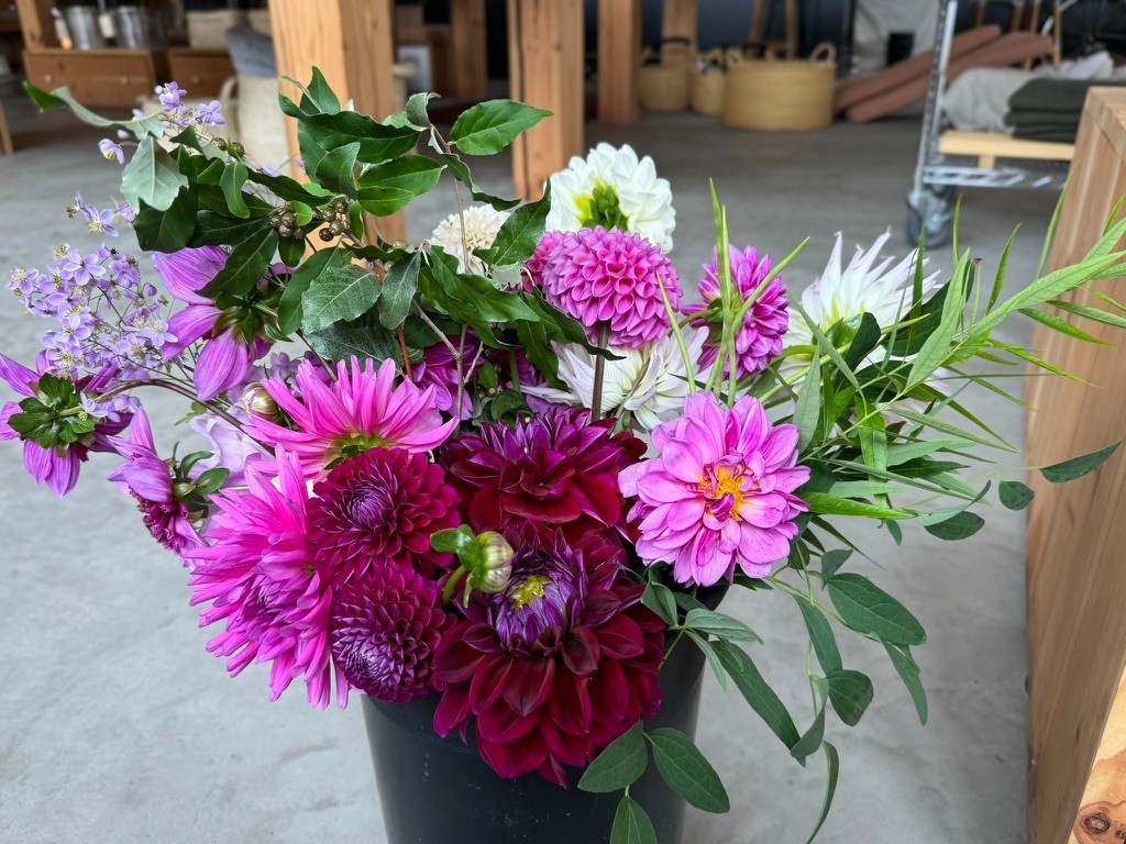 Bucket Of Glorious Two Pony Gardens Dahlias