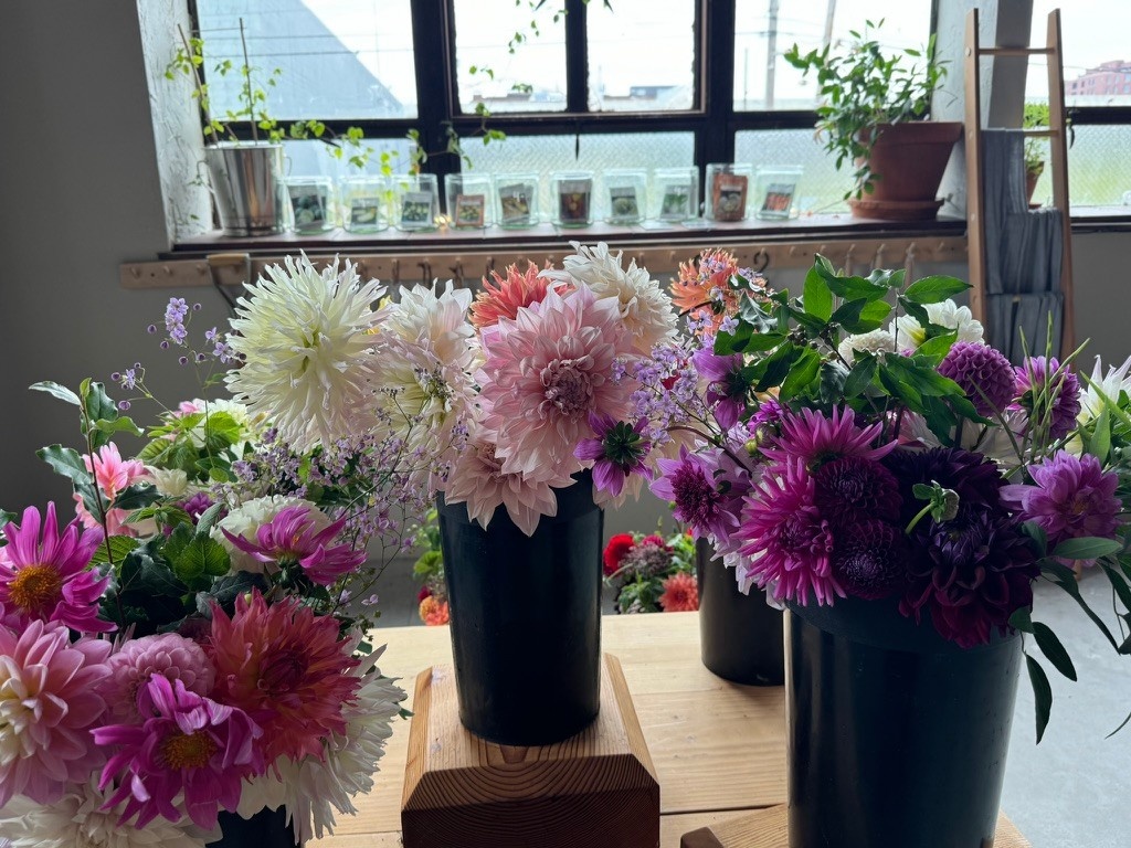 Bucket Of Glorious Two Pony Gardens Dahlias
