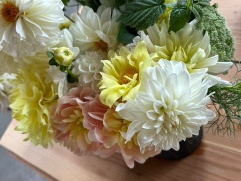 Bucket Of Glorious Two Pony Gardens Dahlias