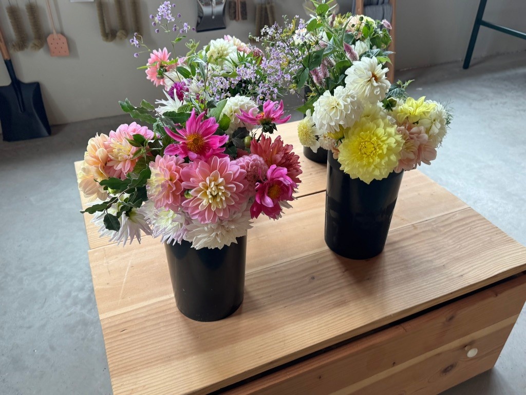 Bucket Of Glorious Two Pony Gardens Dahlias