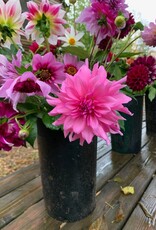 Bucket Of Glorious Two Pony Gardens Dahlias