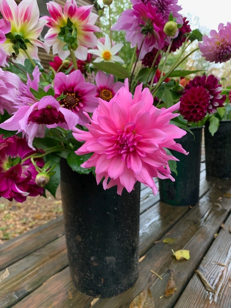 Bucket Of Glorious Two Pony Gardens Dahlias