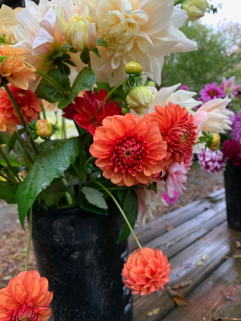 Bucket Of Glorious Two Pony Gardens Dahlias