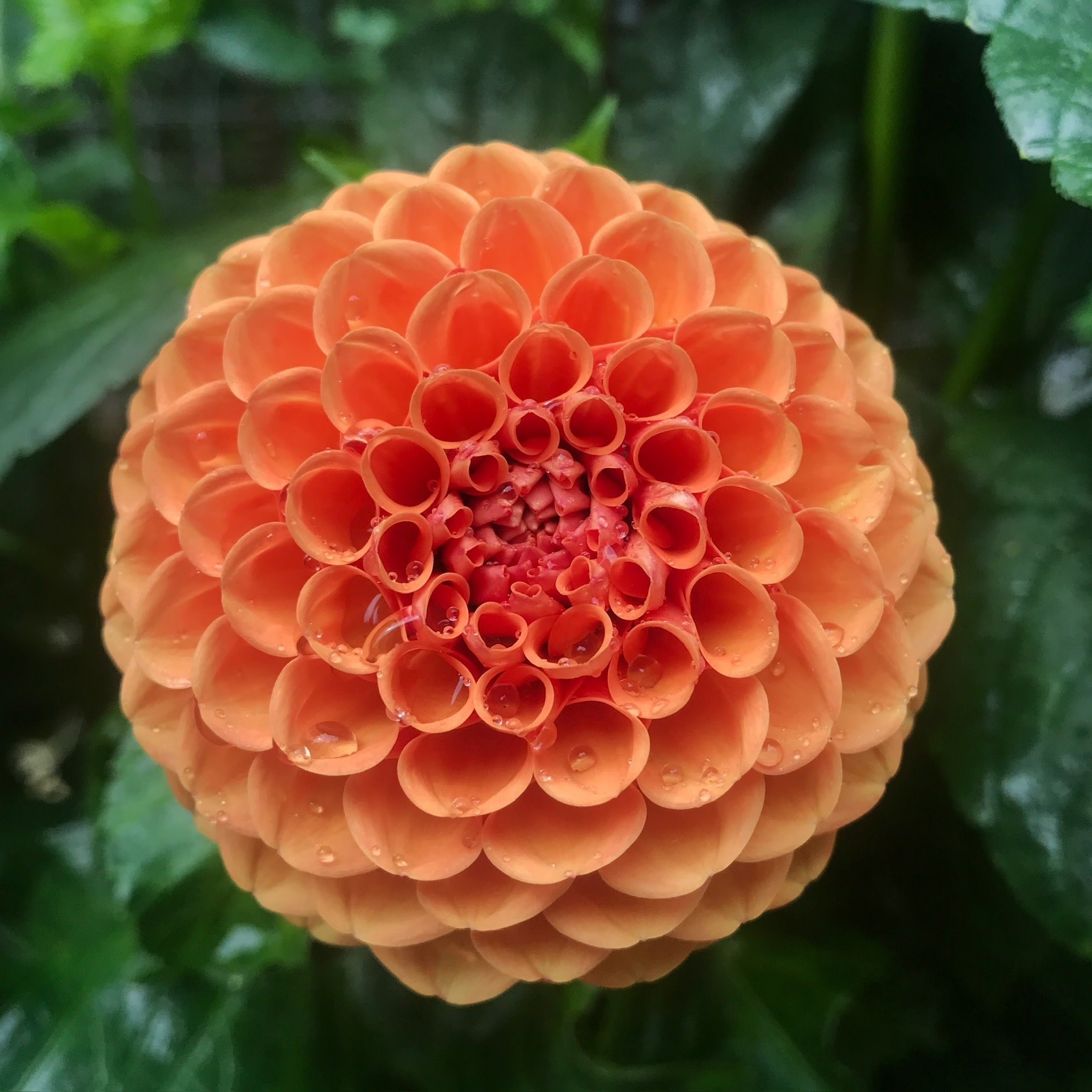 Two Pony Dahlia Plant ‘CORNEL BRONZE’