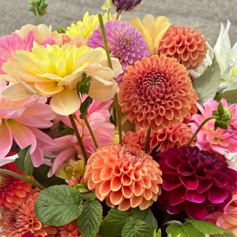 Two Pony Dahlia Plant ‘CORNEL BRONZE’