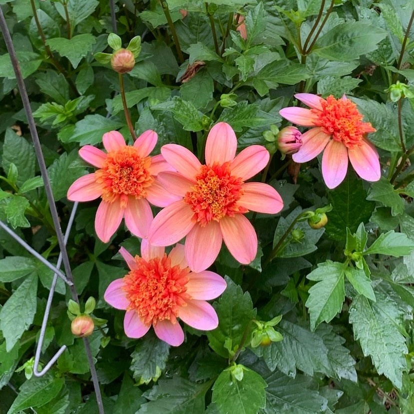 Two Pony Dahlia Plant ‘TOTALLY TANGERINE’