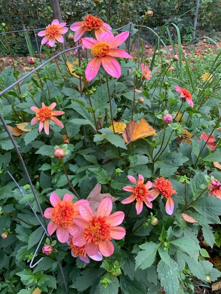 Two Pony Dahlia Plant ‘TOTALLY TANGERINE’