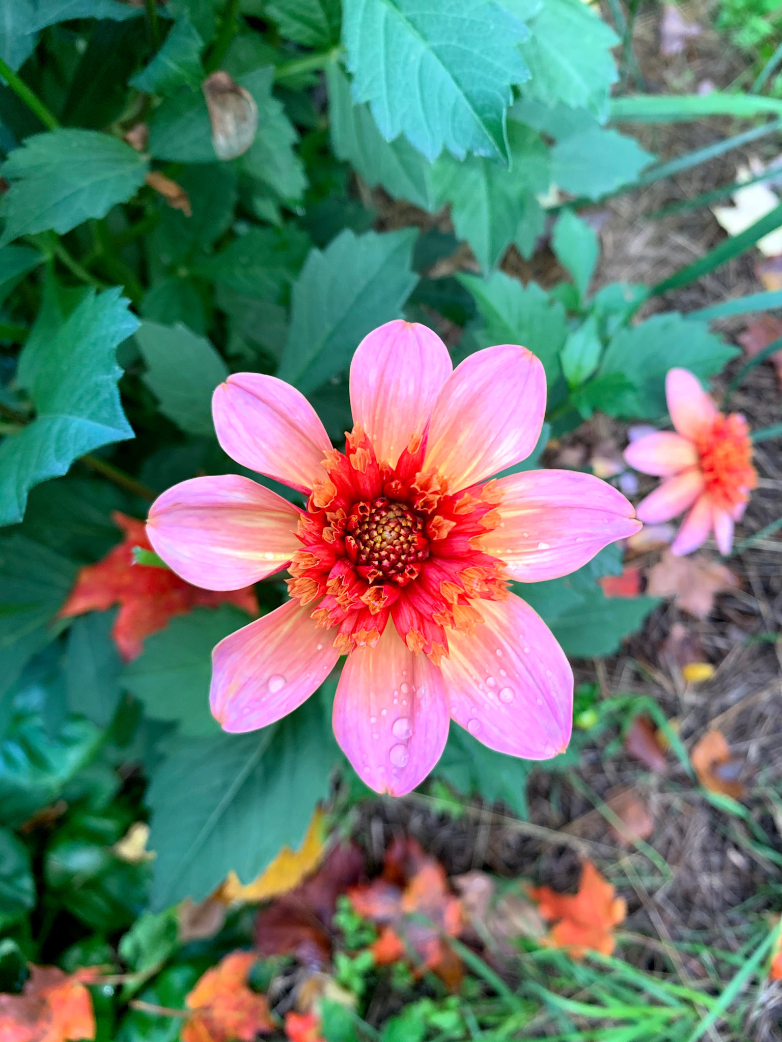 Two Pony Dahlia Plant ‘TOTALLY TANGERINE’