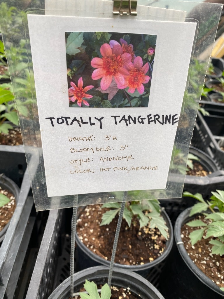 Two Pony Dahlia Plant ‘TOTALLY TANGERINE’