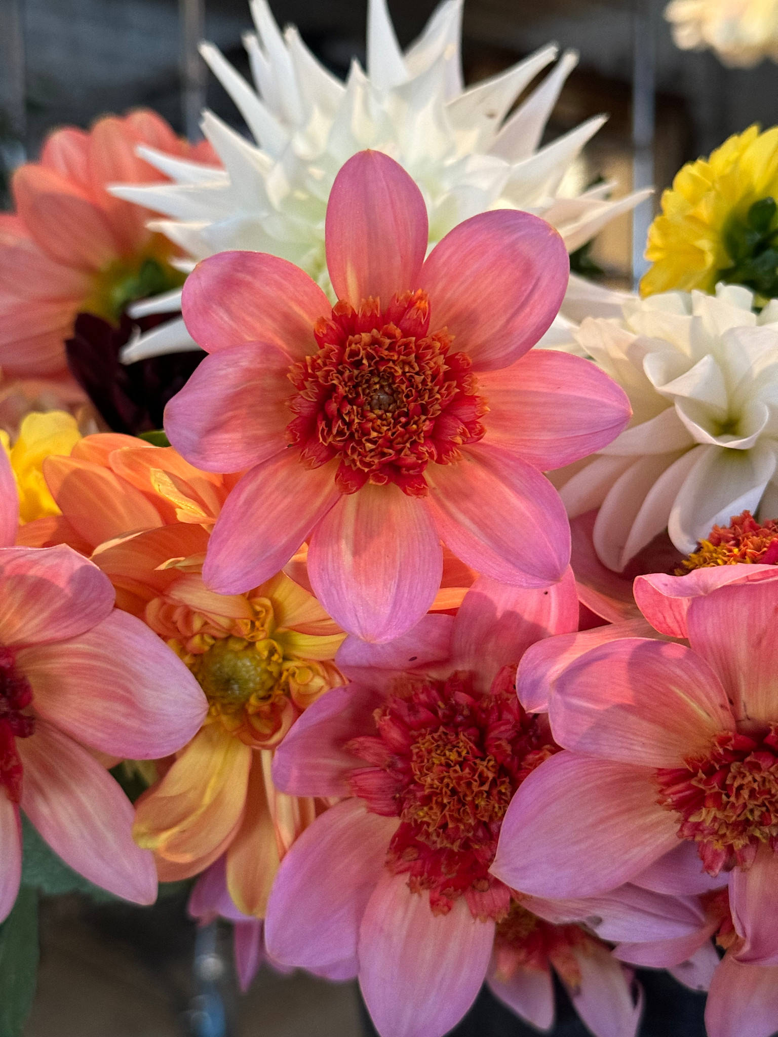 Two Pony Dahlia Plant ‘TOTALLY TANGERINE’