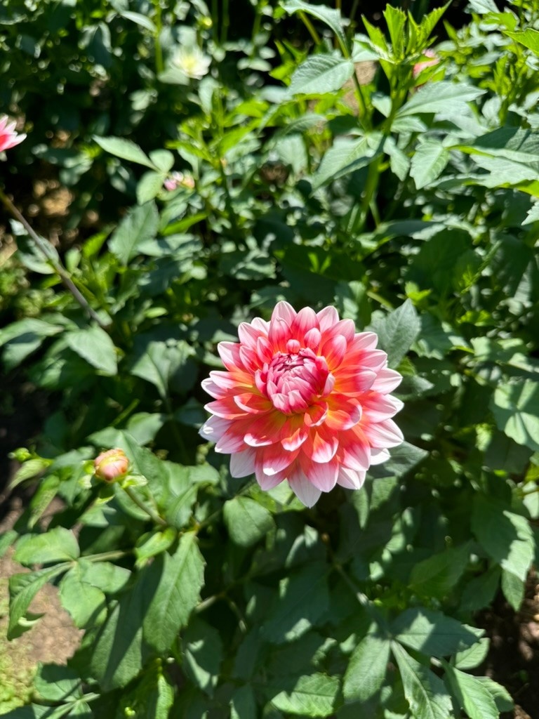 Two Pony Dahlia Plant ‘SUMMIT FESTIVAL’