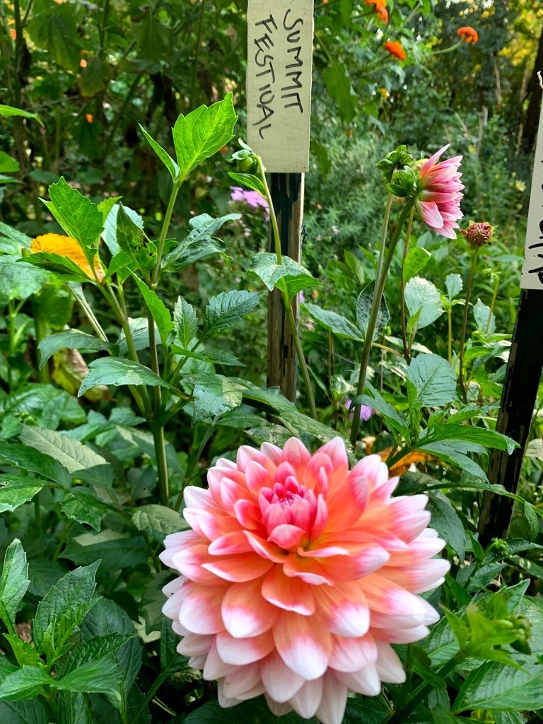 Two Pony Dahlia Plant ‘SUMMIT FESTIVAL’