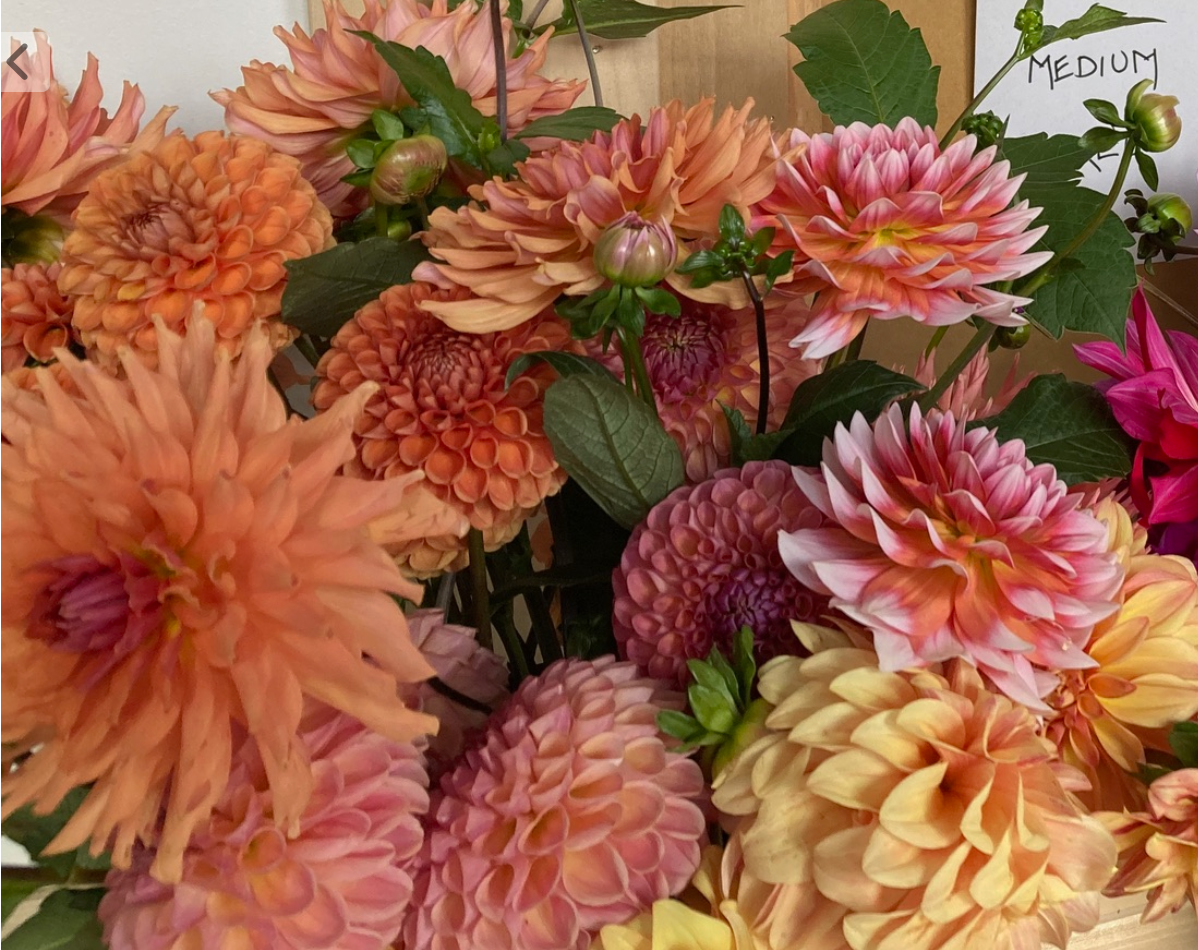 Two Pony Dahlia Plant ‘SUMMIT FESTIVAL’