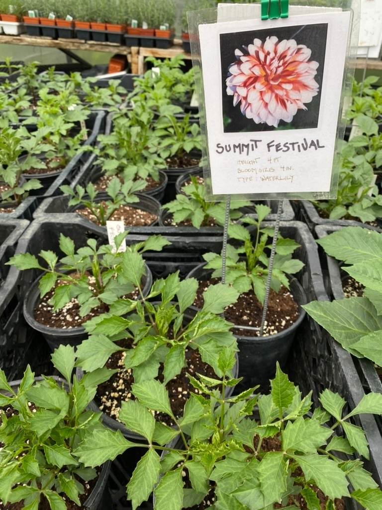 Two Pony Dahlia Plant ‘SUMMIT FESTIVAL’