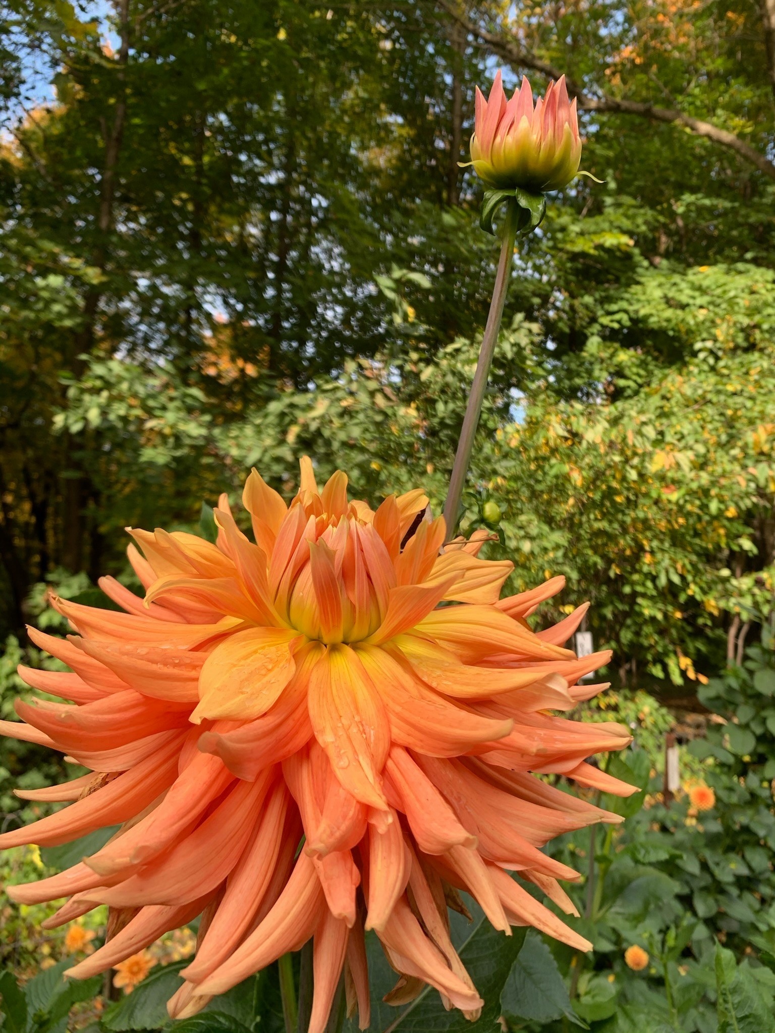 Two Pony Dahlia Plant ‘AC BEN’