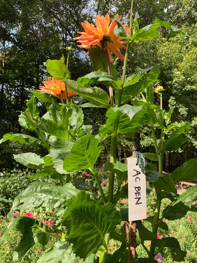 Two Pony Dahlia Plant ‘AC BEN’