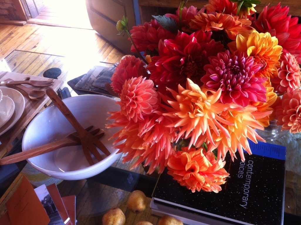Two Pony Dahlia Plant ‘AC BEN’