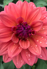 Two Pony Dahlia Plant ‘AMERICAN DAWN’