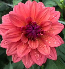 Joan's Collection @ Two Pony Two Pony Dahlia Plant 'AMERICAN DAWN’